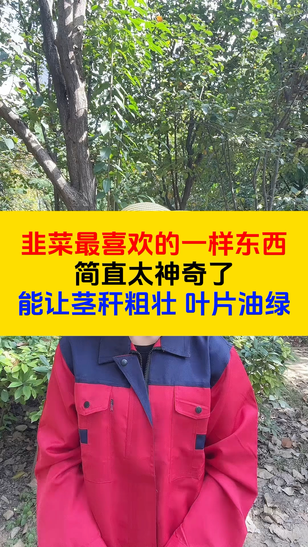 韭菜最喜欢的一样东西,兑水喷一喷,韭菜茎杆粗壮,叶面油绿肥厚,不黄叶。