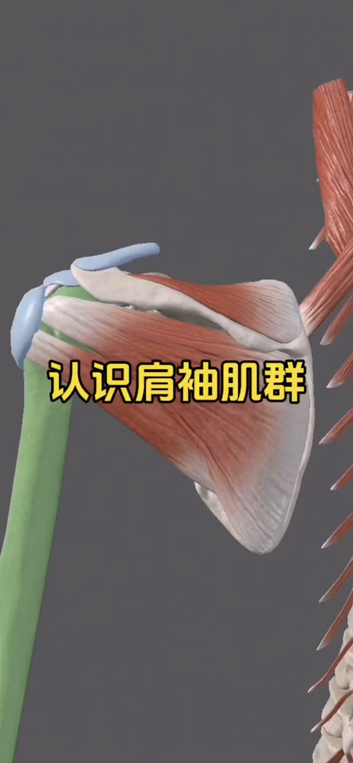 一起来认识肩膀深层的几块肌肉,肩袖肌群!