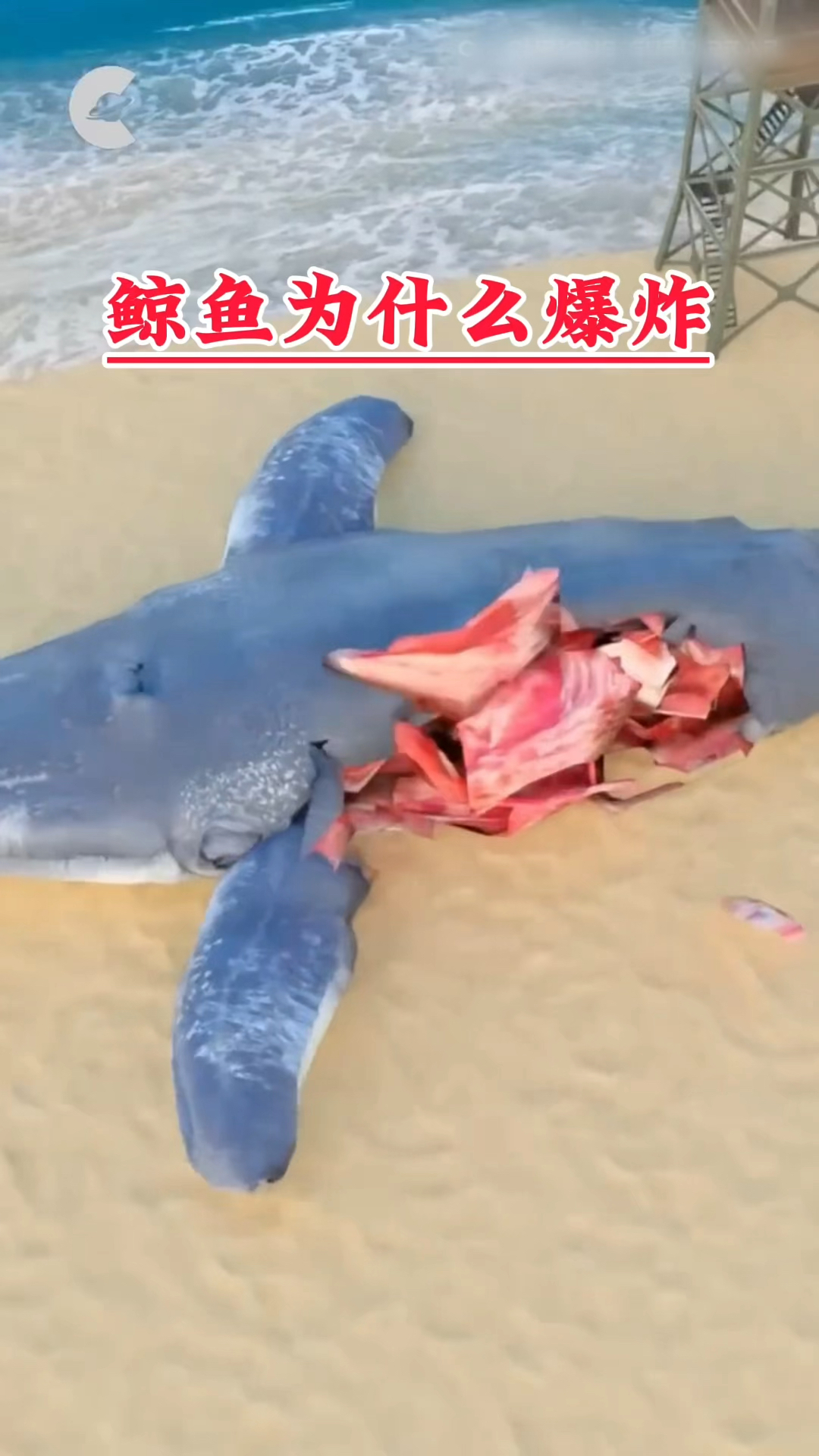 鲸鱼为什么爆炸