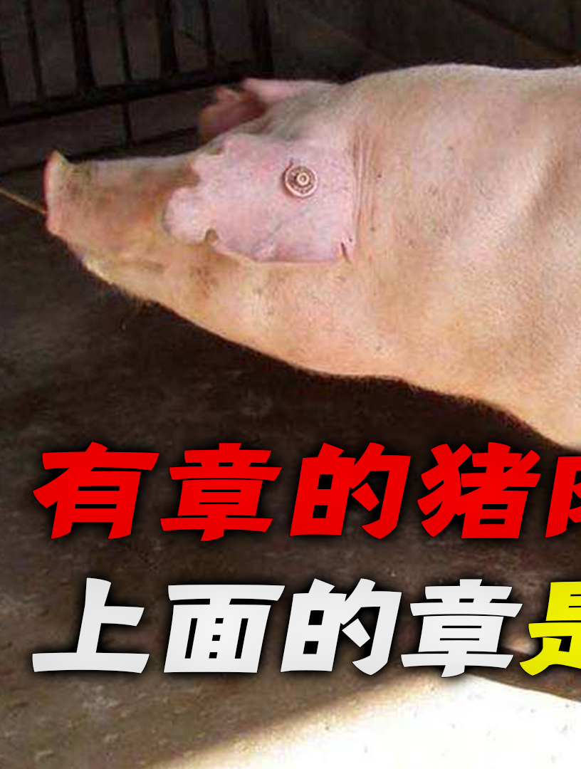 你吃过有印章的猪肉吗?它们为啥洗不掉?上面会不会有毒?