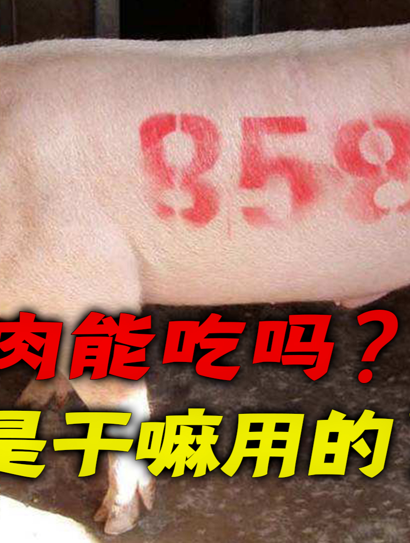 你吃过有印章的猪肉吗?它们为啥洗不掉?上面会不会有毒?