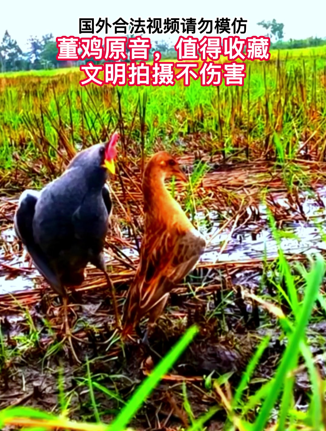 超近距离拍摄,董鸡的叫声!