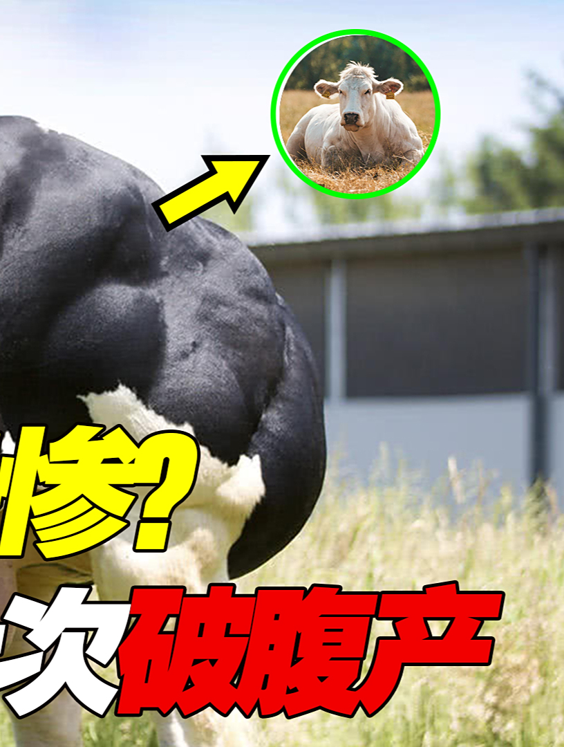 人造比利时蓝牛太惨!肌肉越多身体越虚,一生要做几十次剖腹产