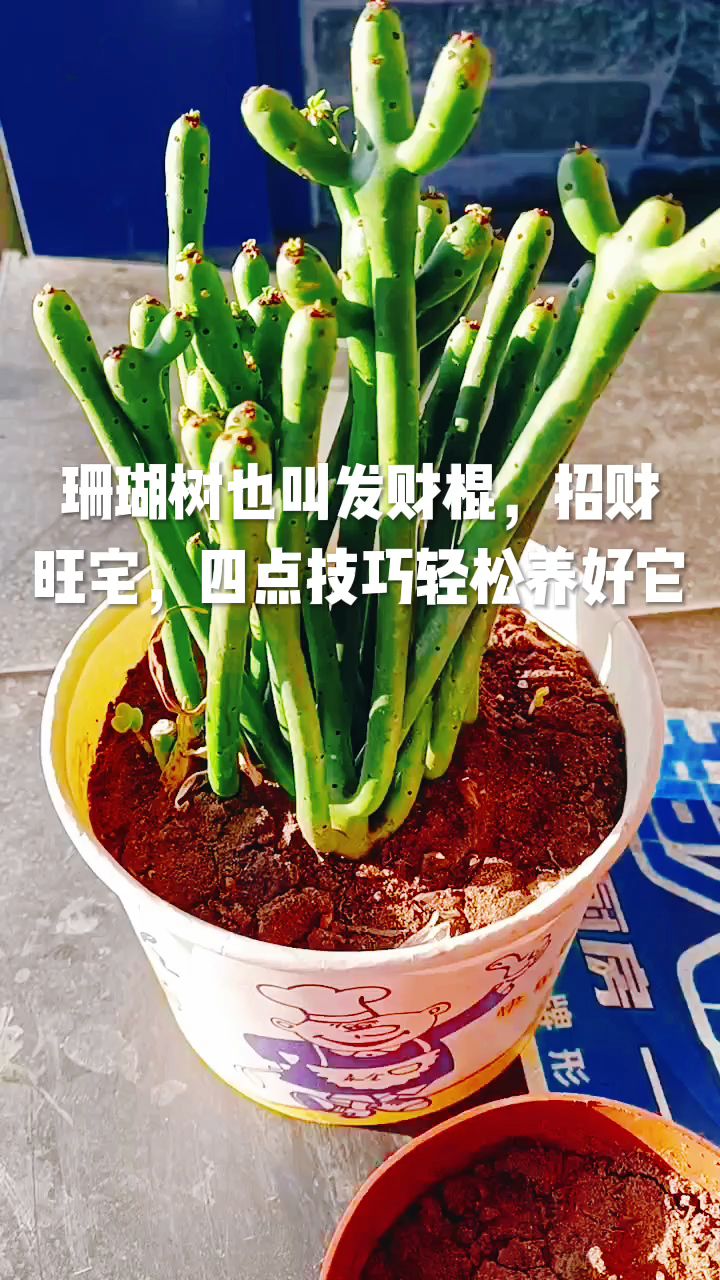 珊瑚树也叫发财棍,招财旺宅,四点技轻松养好它