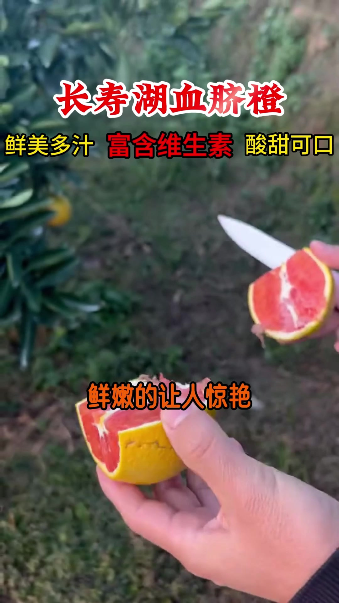 味美多汁:自然熟透的长寿湖血橙,让你体验果肉丰满的口感