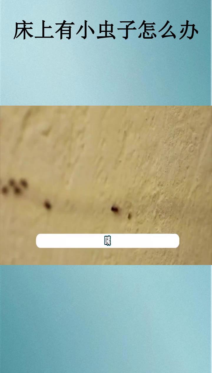 床上有小虫子怎么办