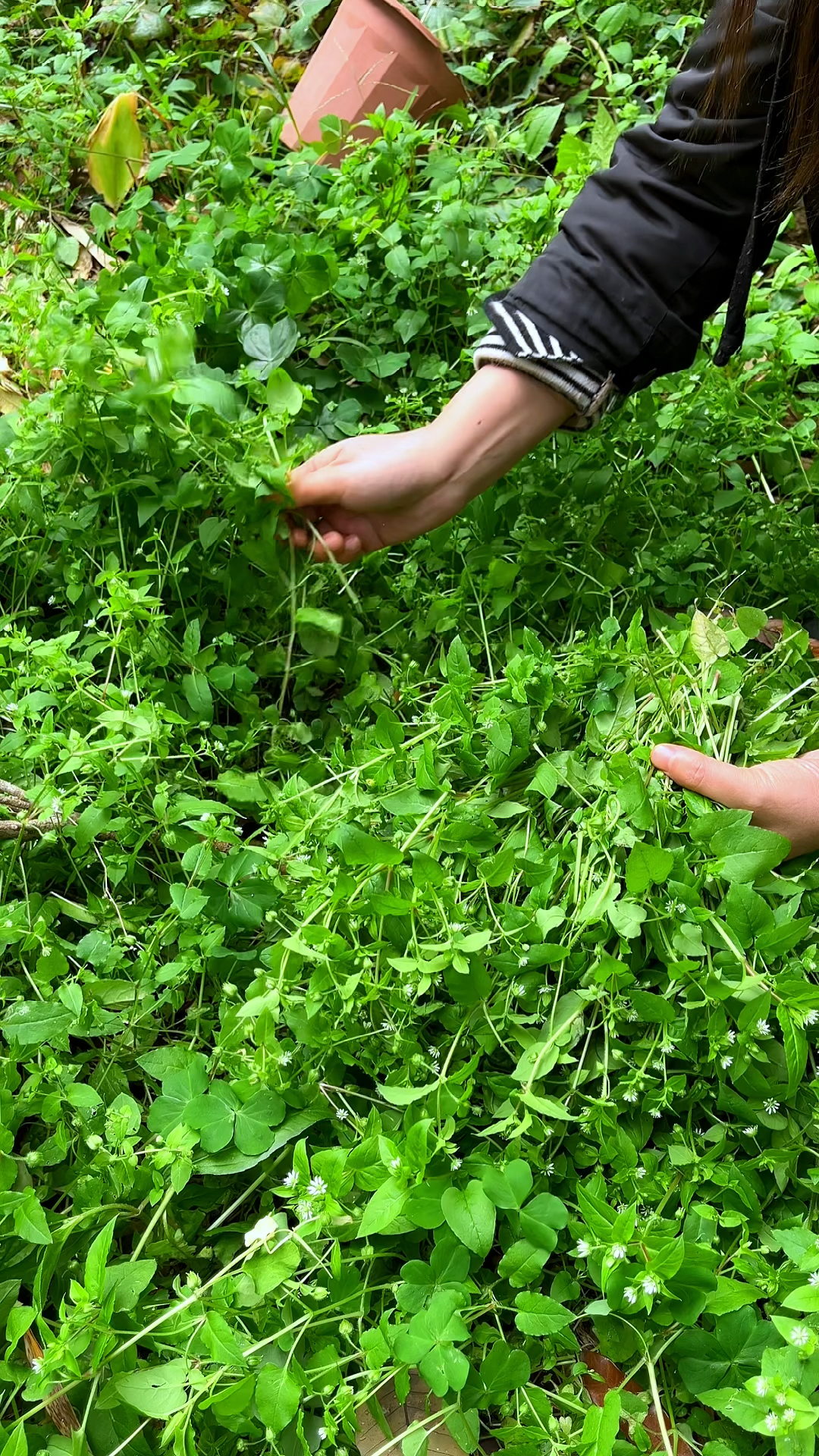 鹅肠菜又叫牛繁缕、石灰菜,村里人遇见就摘点回家晒干, 你那里还有这种植物吗?