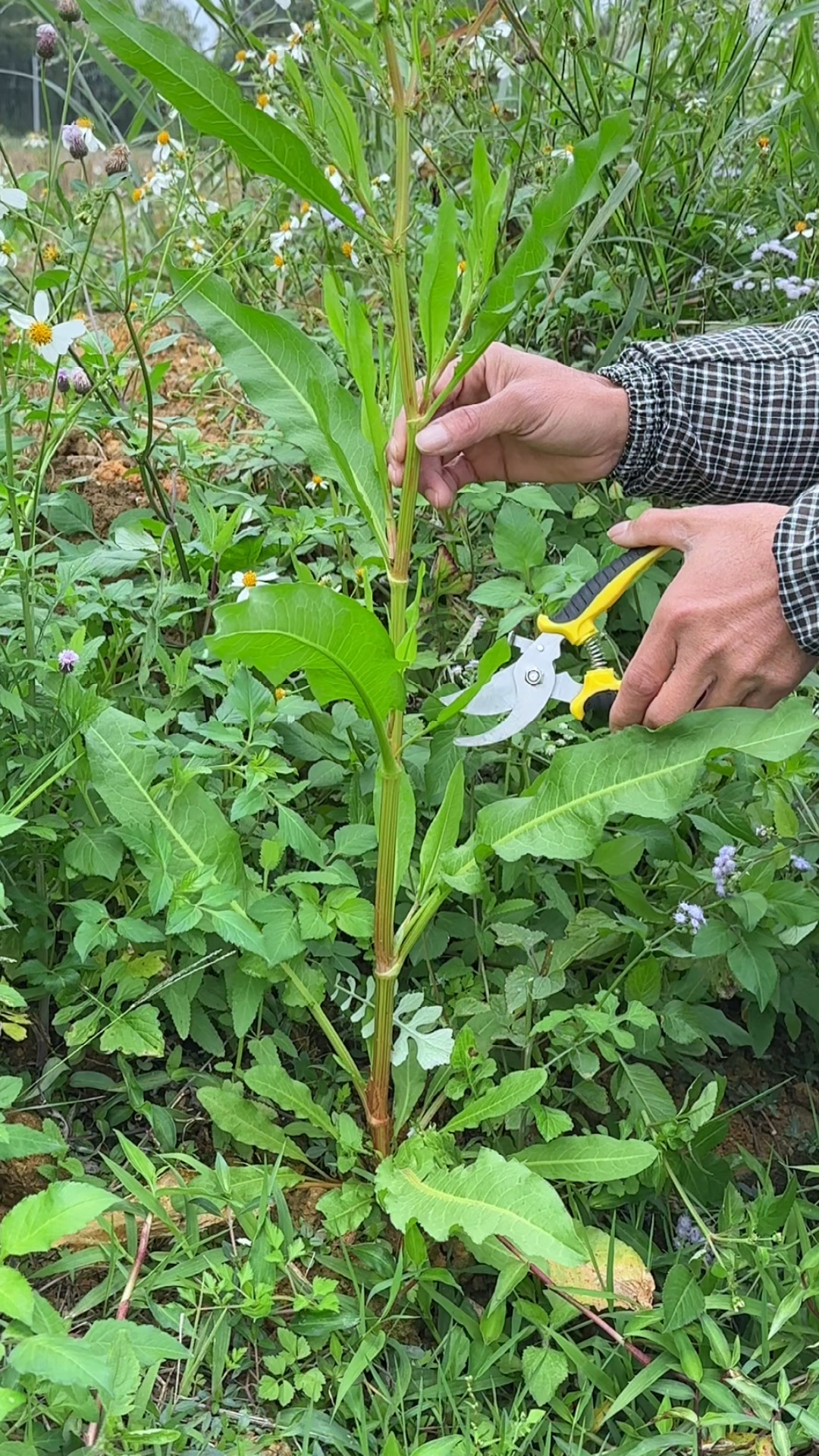 采摘野菠菜,别名牛舌菜,这种植物在农村水边很常见