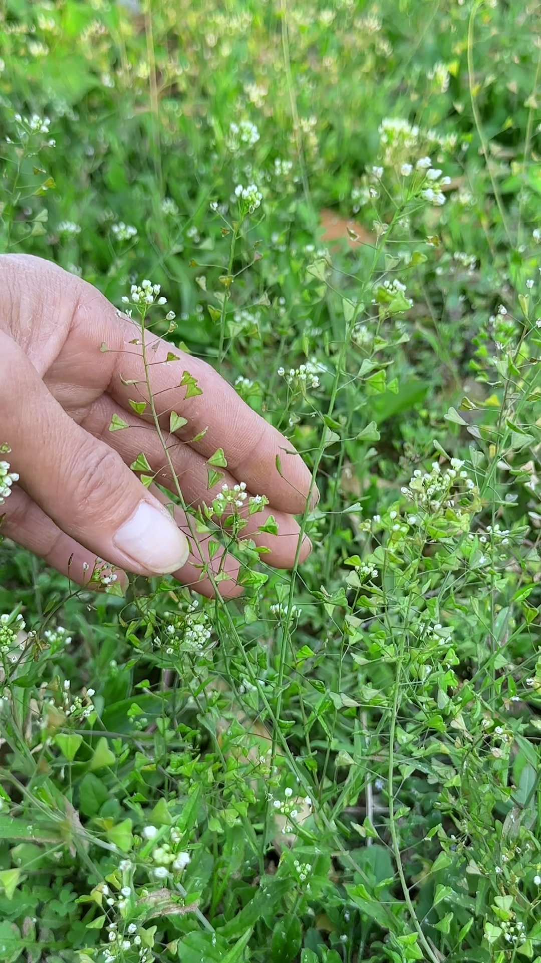荠菜开花了,农村人到处采摘它,你见过吗?