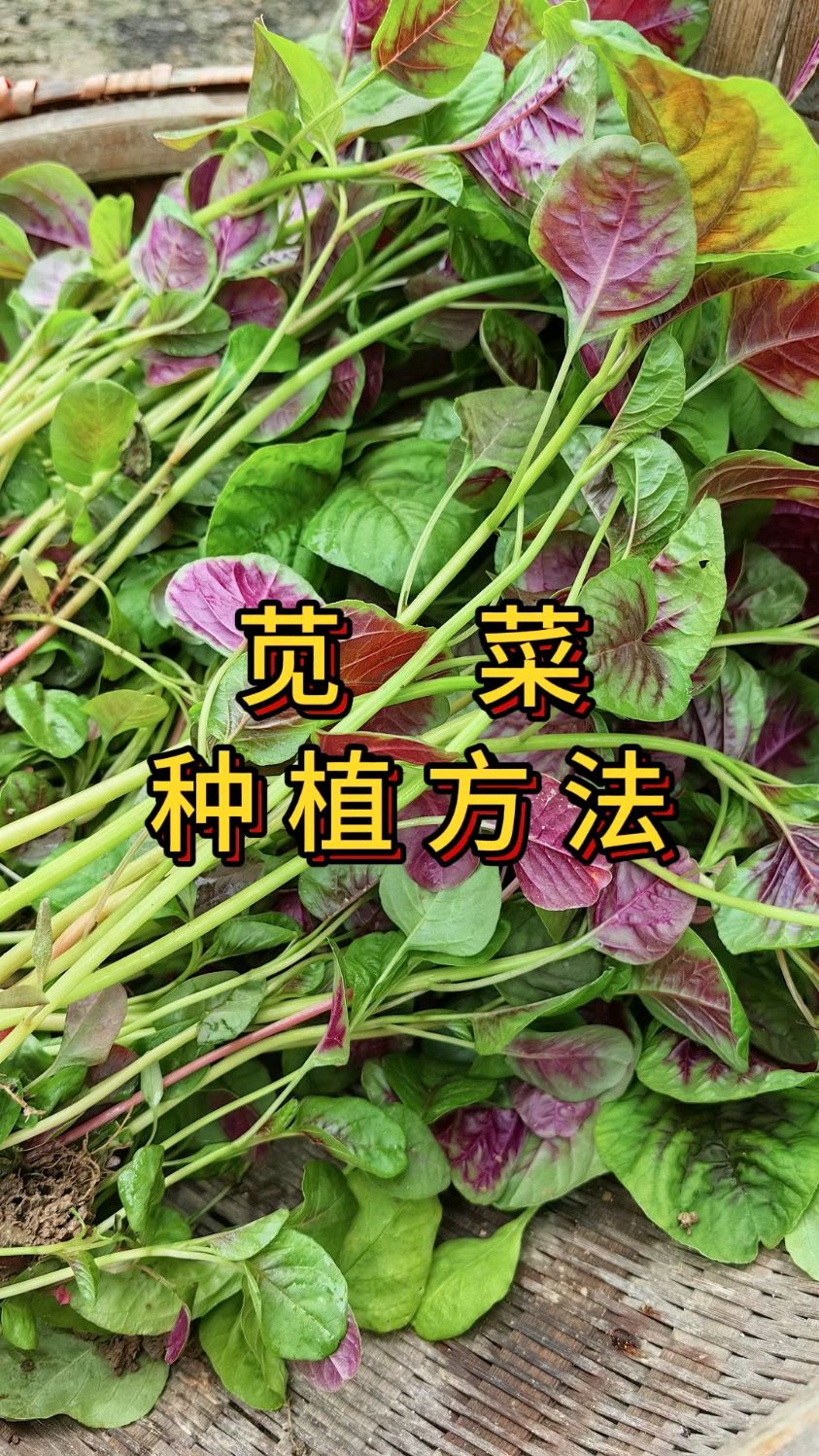 苋菜种植方法和时间