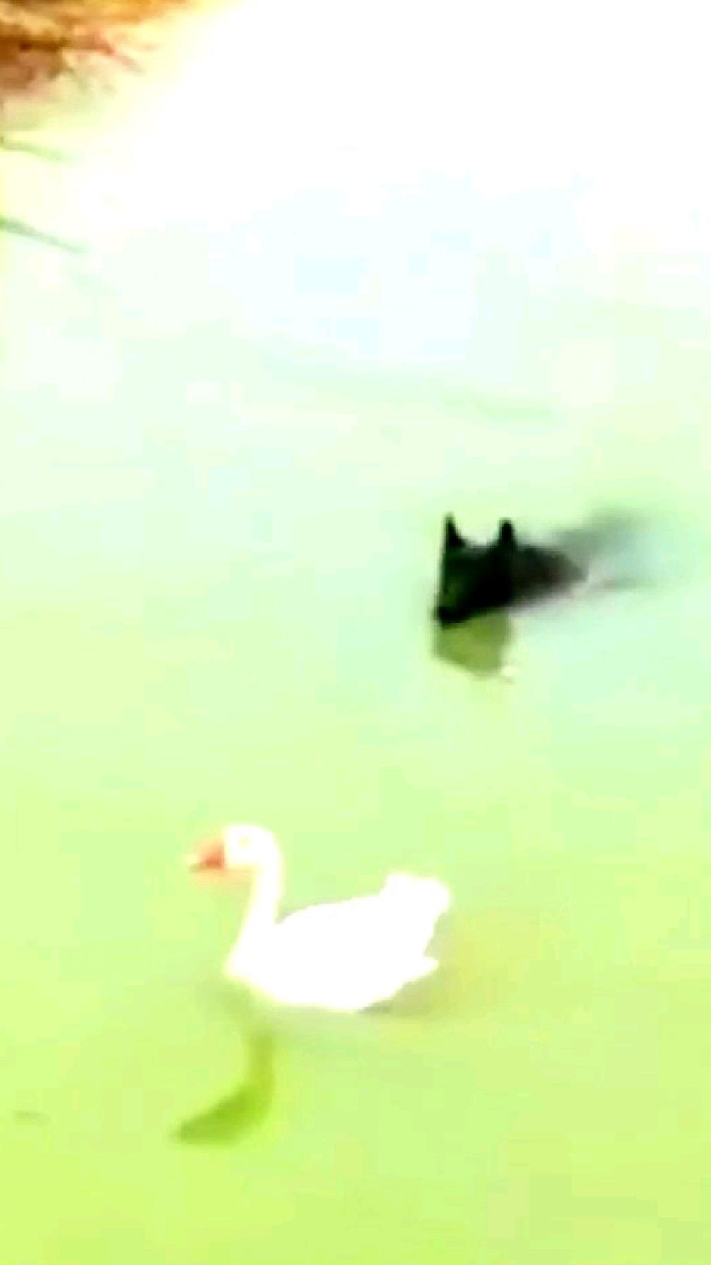 鸭子快把狗气死了