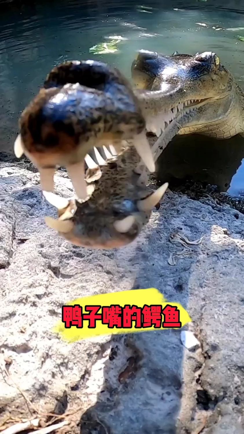这是什么品种的鳄鱼,嘴硬!