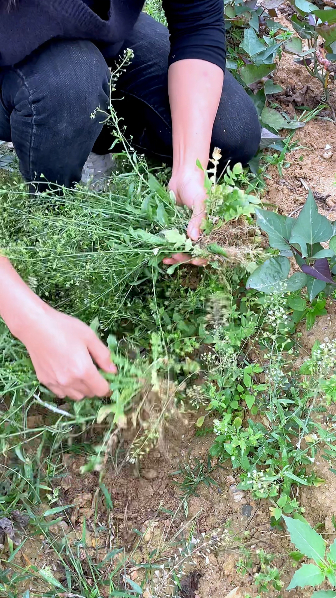 荠菜,你了解吗?农村人遇见都会拔些回家