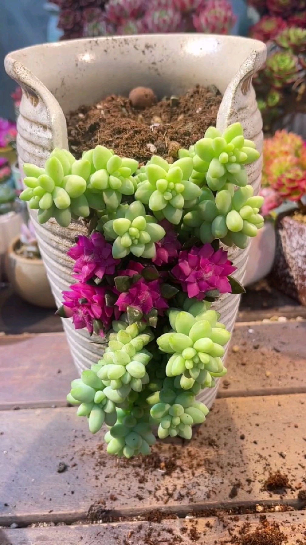 多肉悬崖桩造型方法?