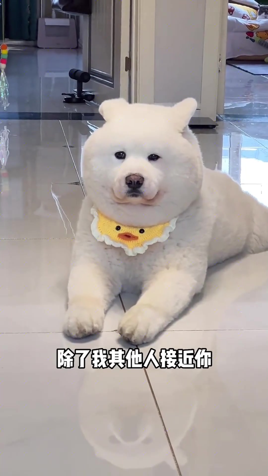 他们给我脆皮五花肉你什么都不给我吃
