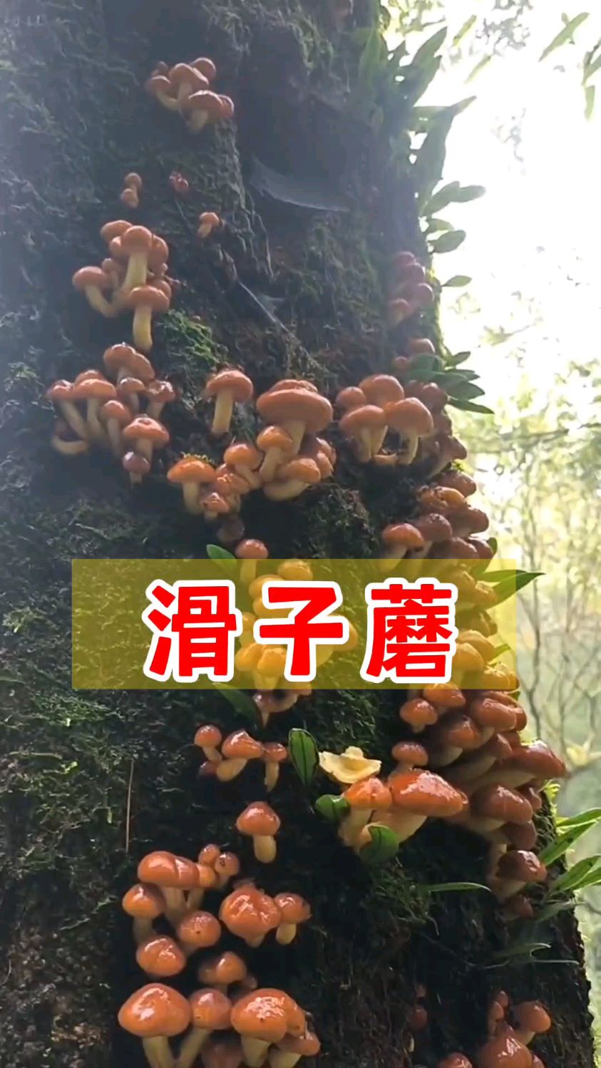 种植的“滑子蘑”放在海鲜市场上卖,说是海里长的蘑菇