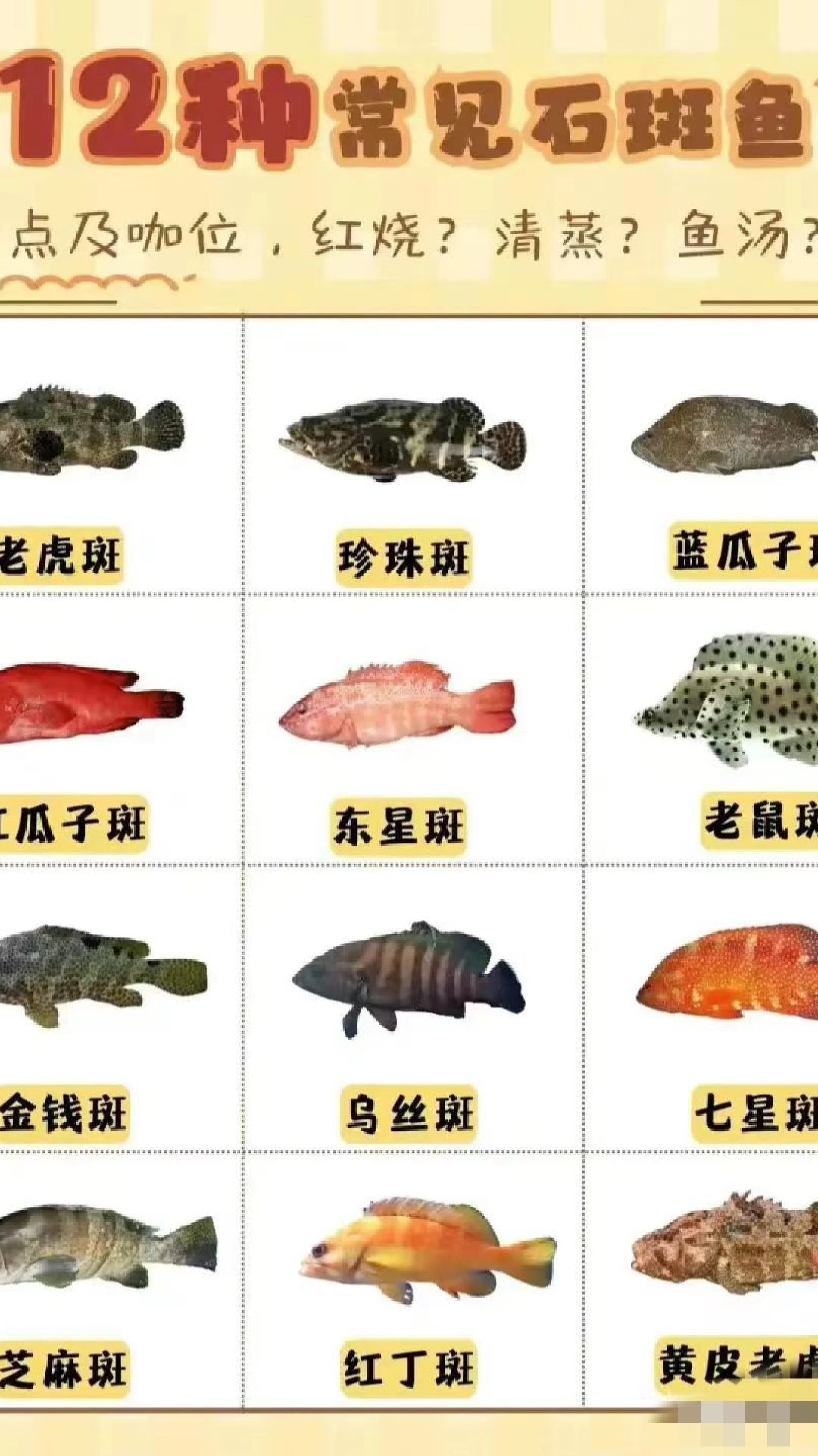 12种常见的石斑鱼