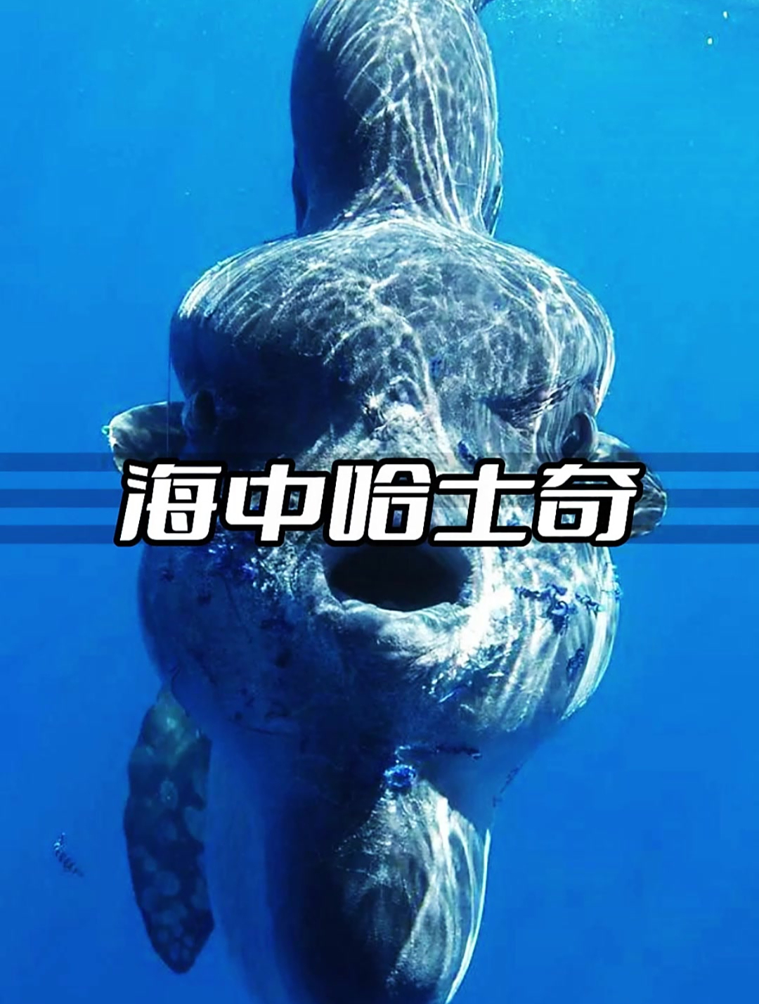为什么翻车鱼在海中被咬,也不跑?
