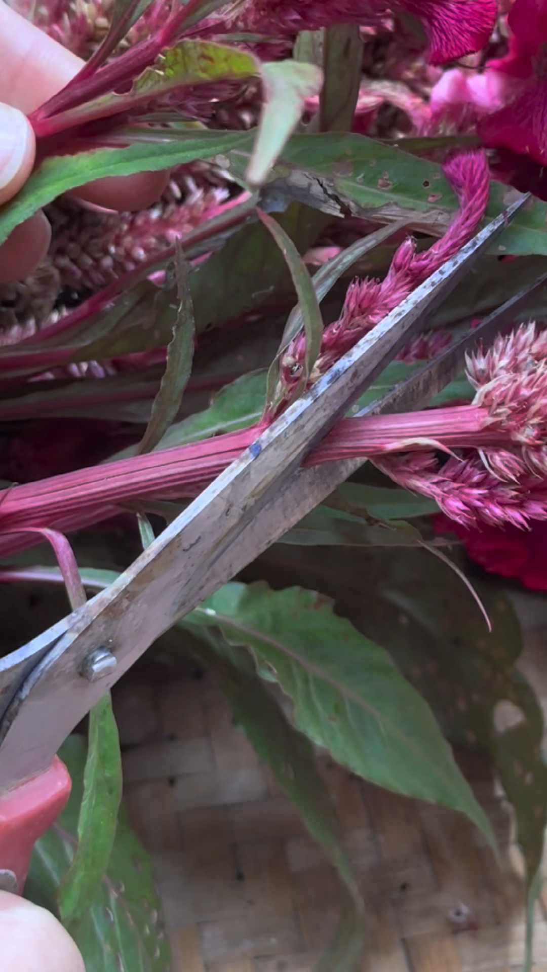 鸡公花也叫老来红,你家乡也有这种植物吗?