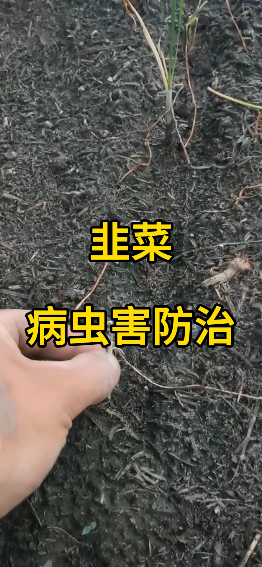 韭菜病虫害防治