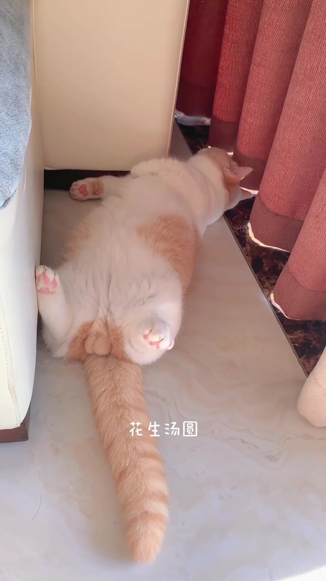 家人们,各种汤圆,你喜欢吃哪种