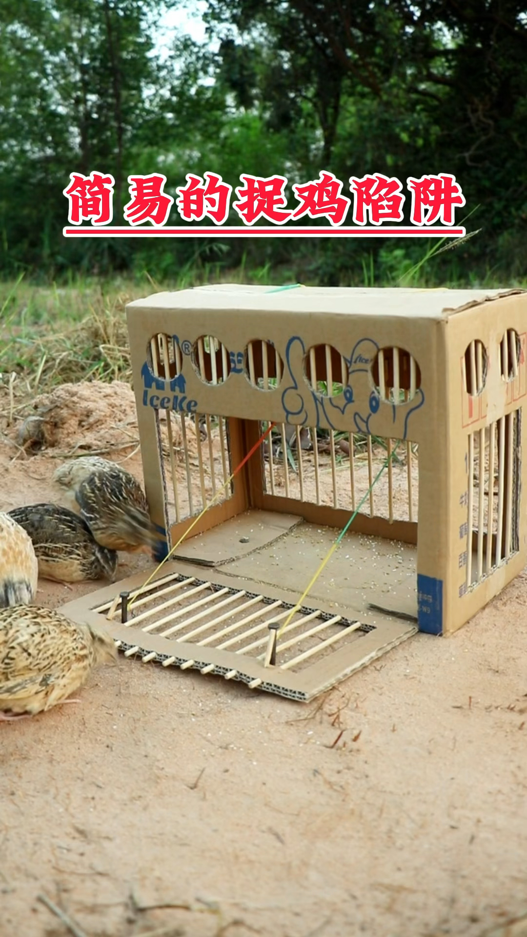 简易的捉鸡陷阱
