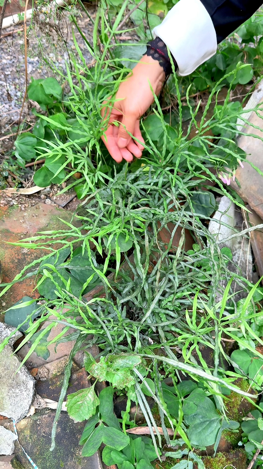 凤尾草,也叫鸡爪草,在石缝墙边经常能看到它