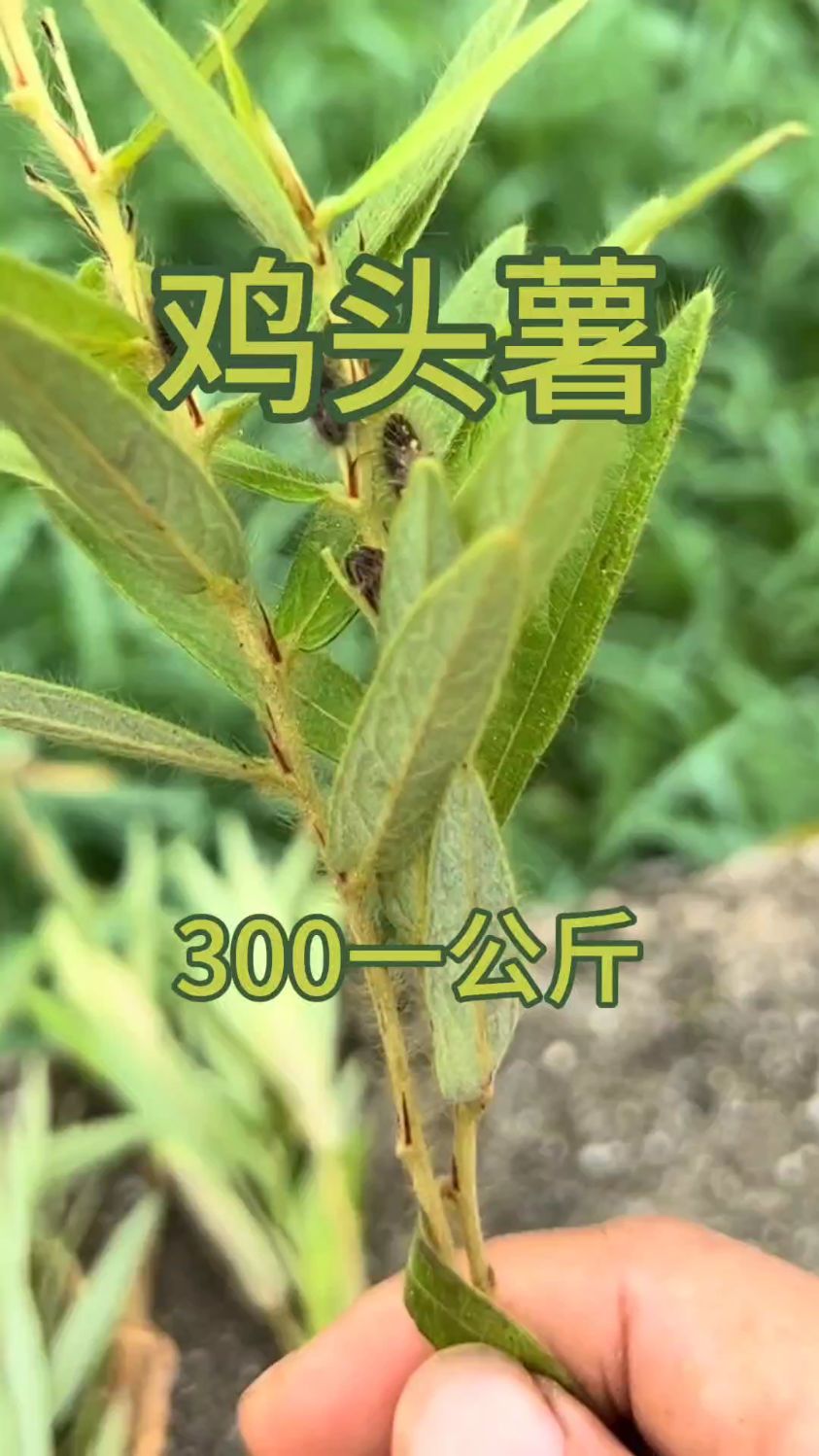 鸡头薯,你家乡有吗