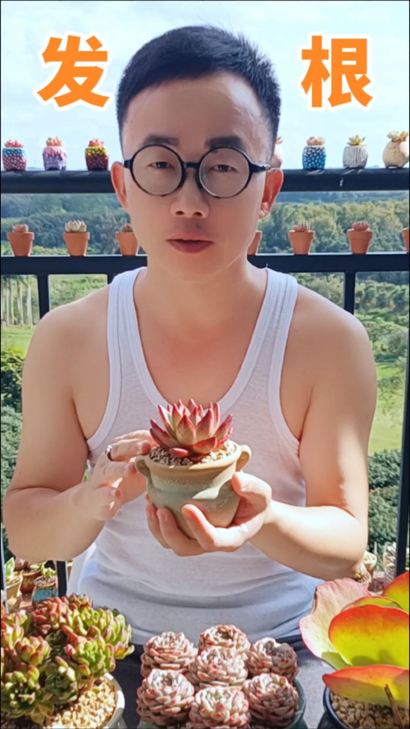 新上盆的多肉怎样能更快发根服盆?