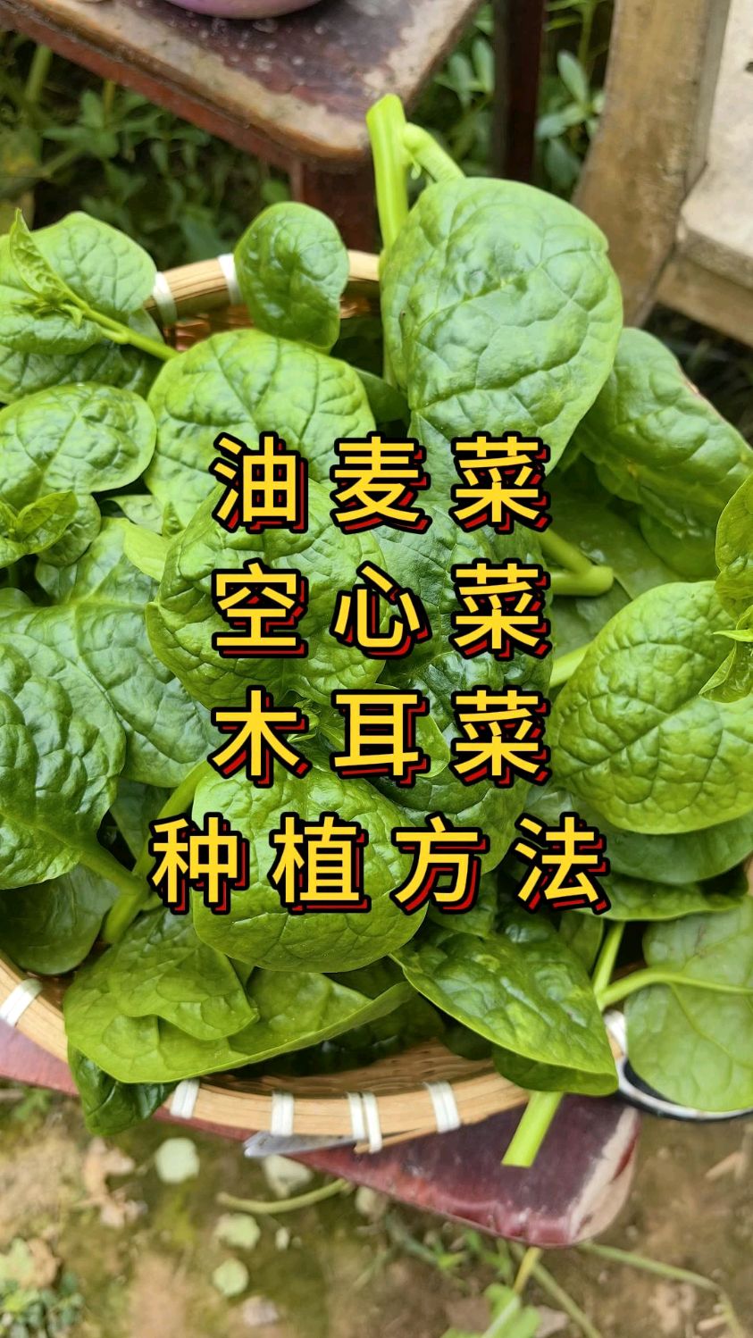 空心菜,油麦菜,木耳菜露天种植时间和方法