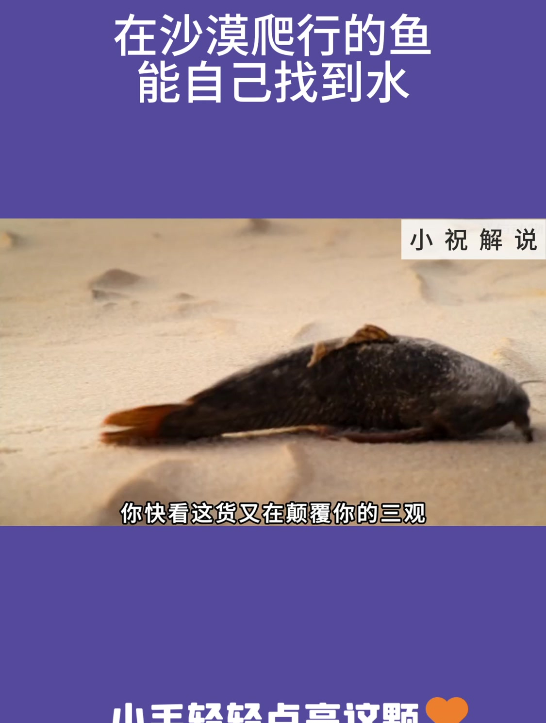 在沙漠爬行的鱼,能自己找到水!