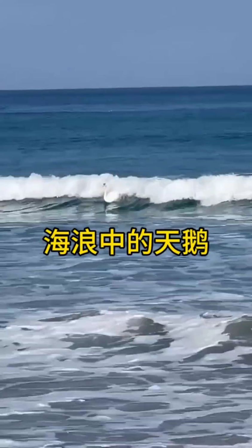 天鹅被海浪冲回岸边