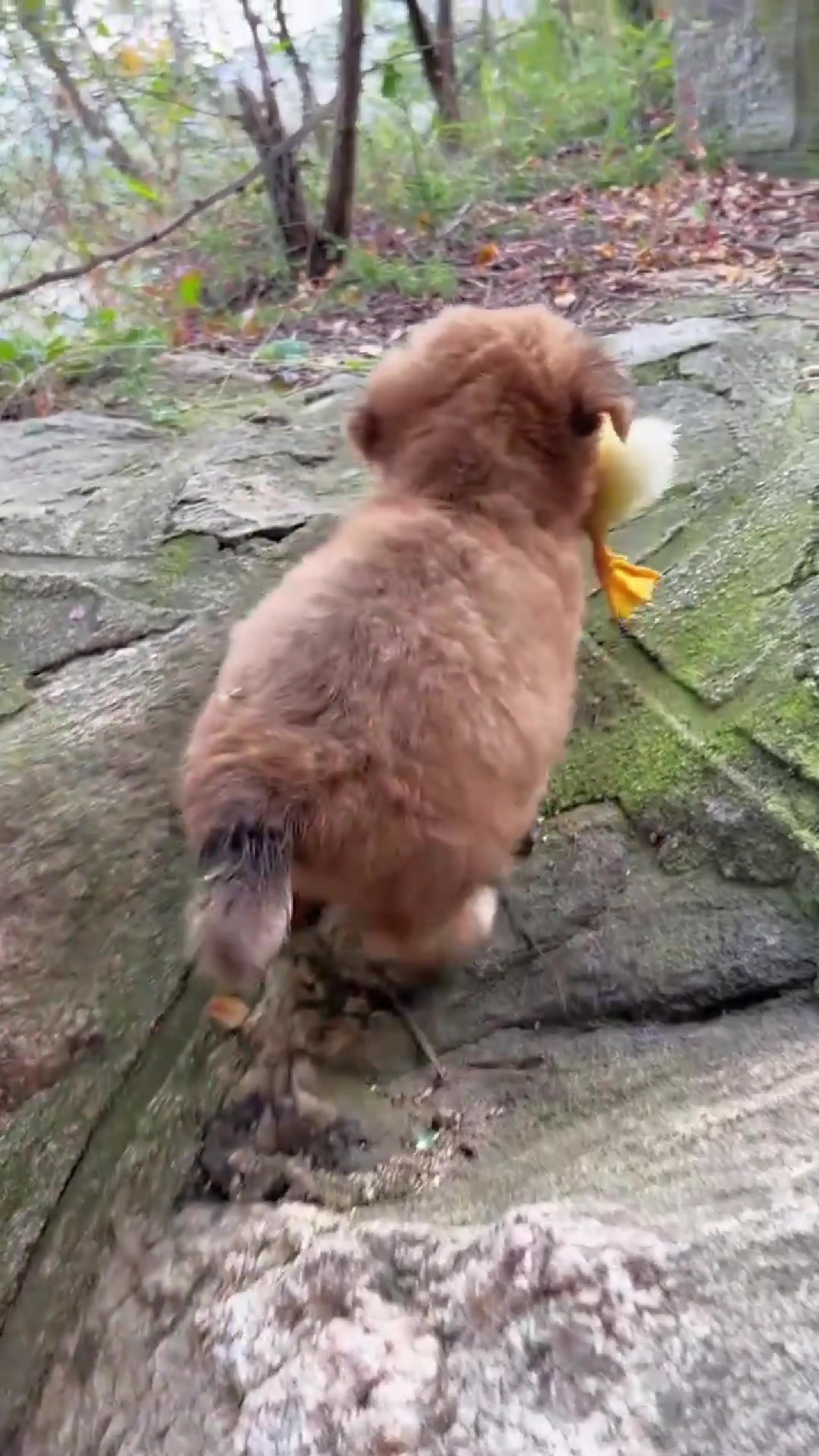 小狗狗好善良,它在帮小鸭子过江诶