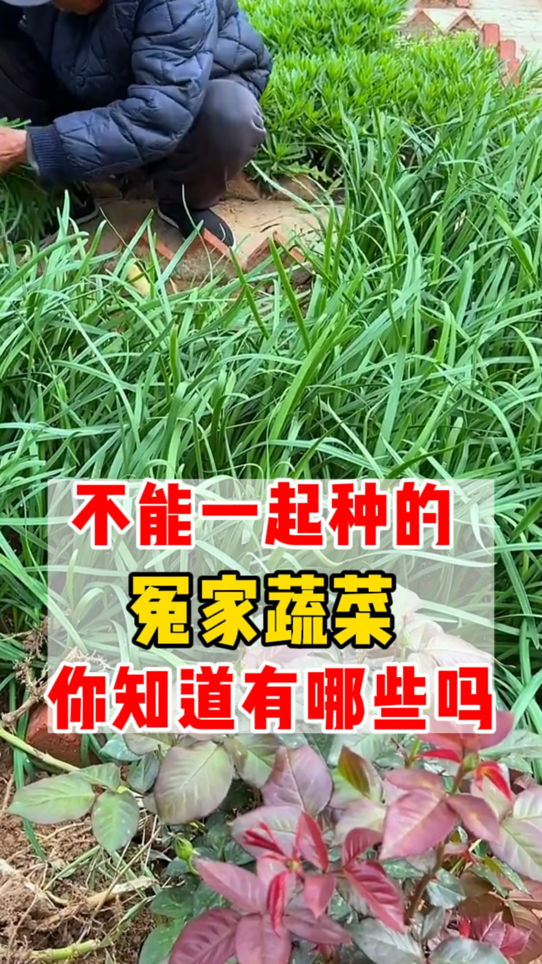 不能一起种的冤家蔬菜,你知道有哪些吗,自己种的纯天然的绿色蔬菜