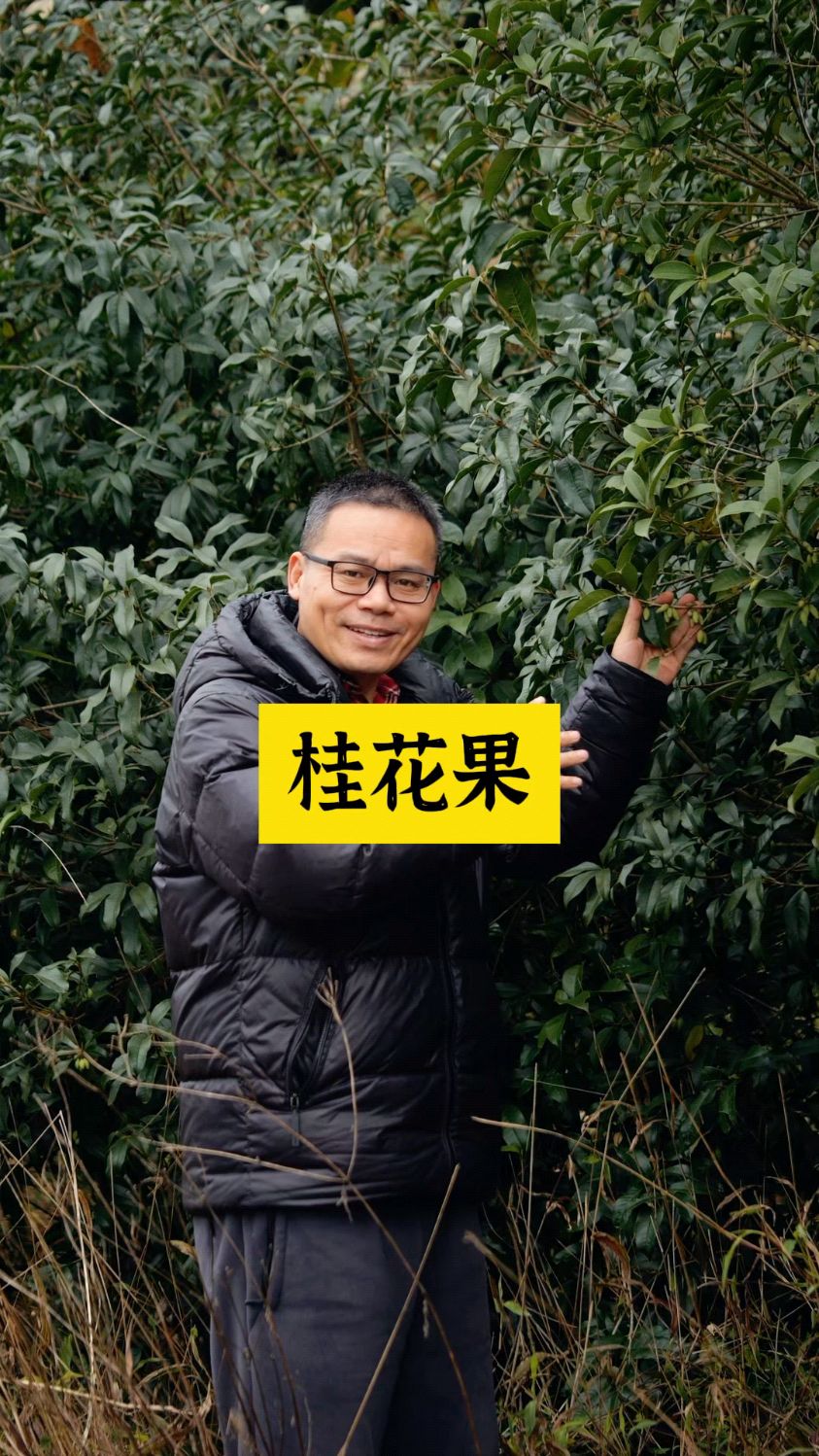 桂花树的果实到底能不能吃?