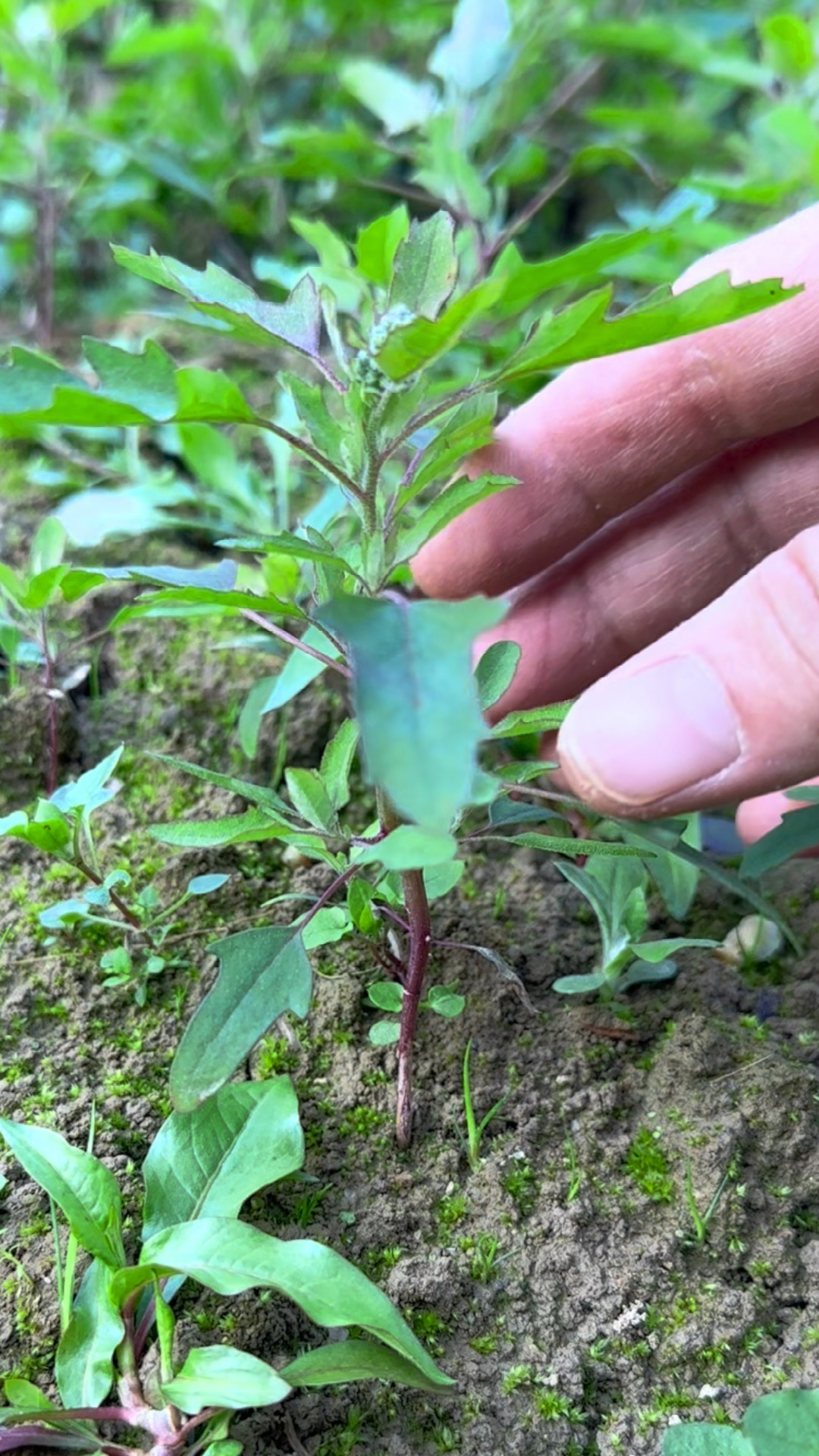灰灰菜也叫灰条菜,它的叶片上面有很多灰状的东西