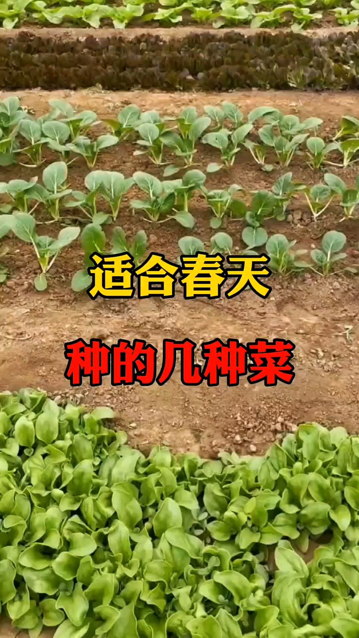 适合春天种的几种菜 农业小知识 蔬菜种植