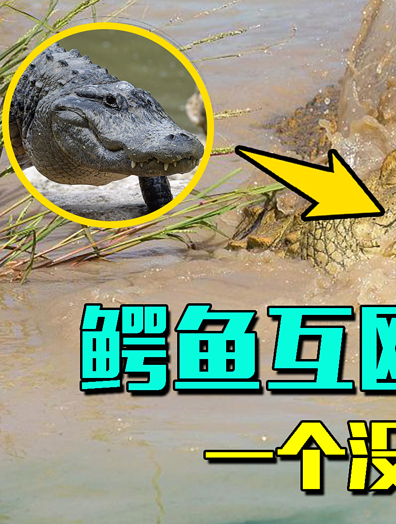 鳄鱼互殴卸掉嘴巴!一个没上巴成了地包天,另一个没下巴成遮雨棚