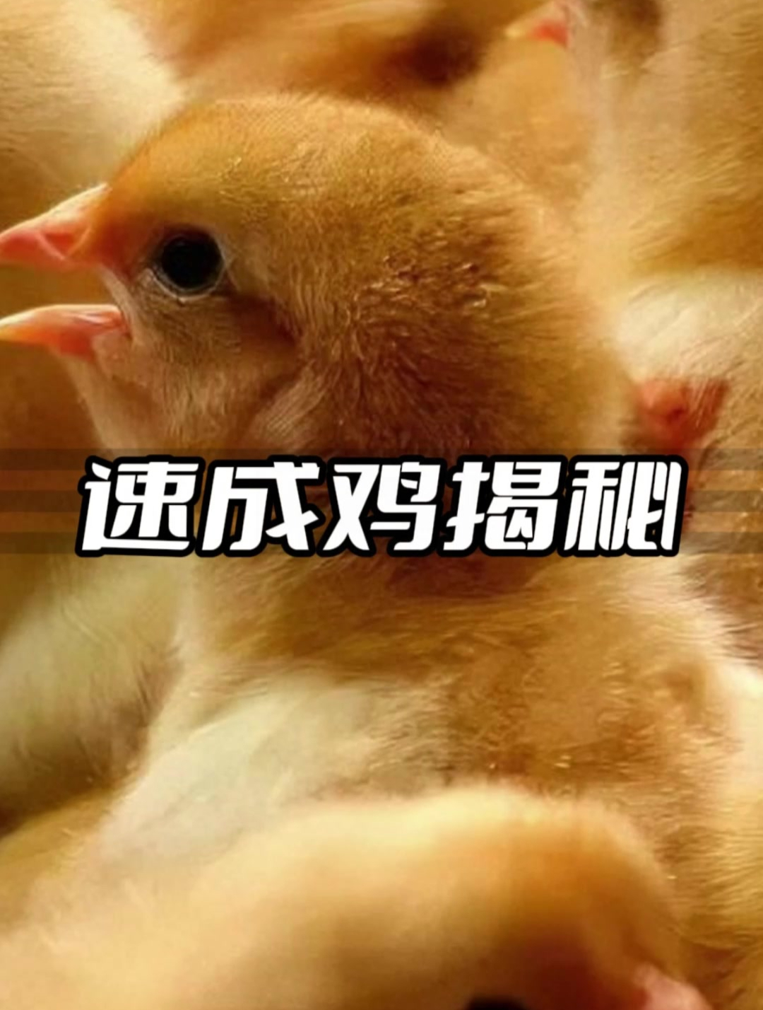 我们现在吃的鸡,竟然平均寿命只有30天