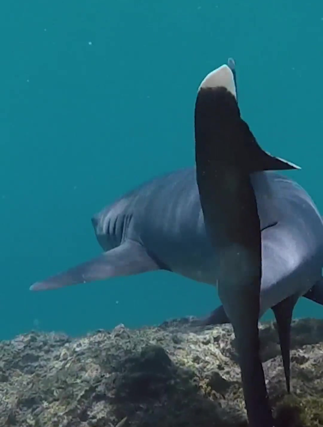 你真的以为鲨鱼很大吗?与鲸鱼相比其实太小了