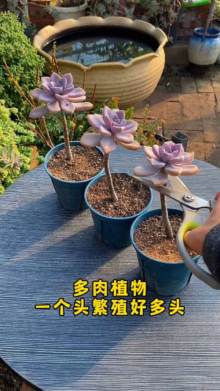 春天多肉这样养,多年“光杆子”的竟然爆满侧芽,单头变群生