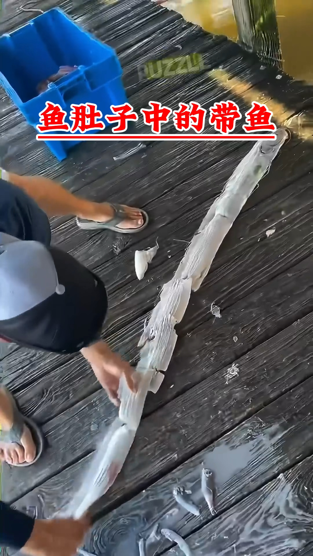 鱼肚子中的带鱼