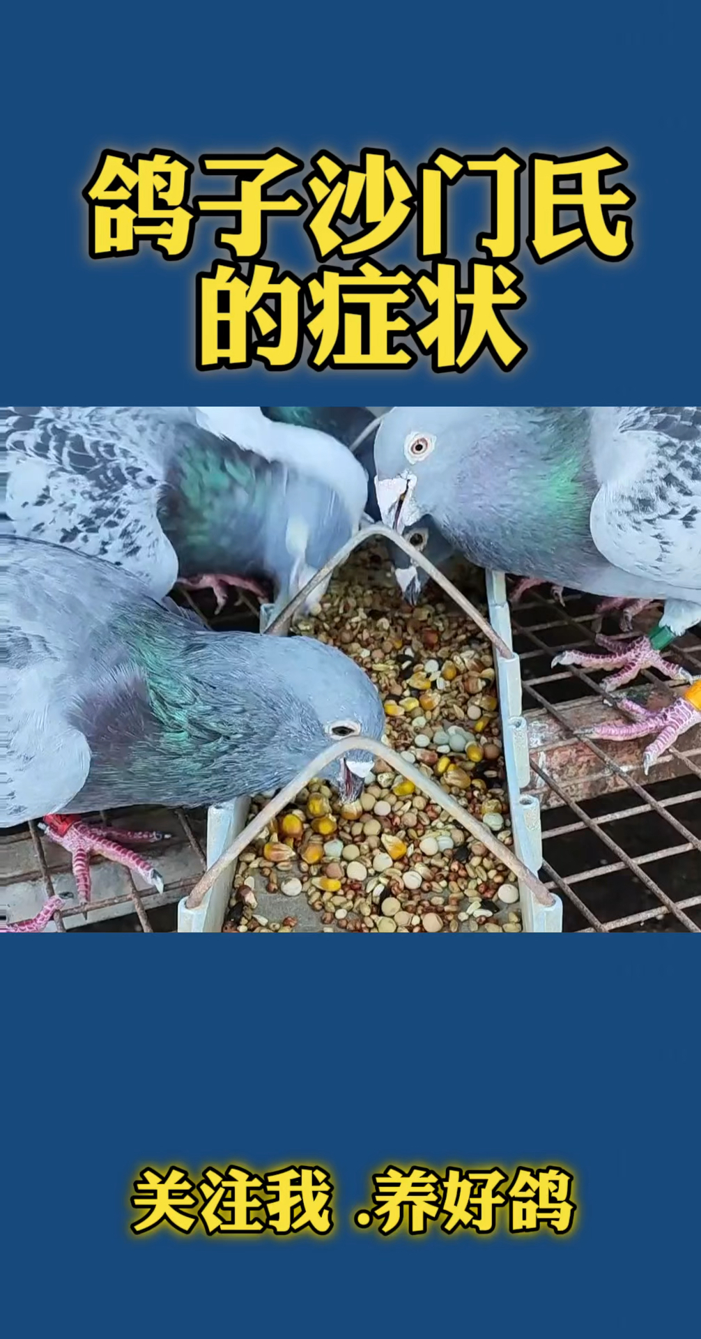 鸽子沙门氏菌的症状有哪些?