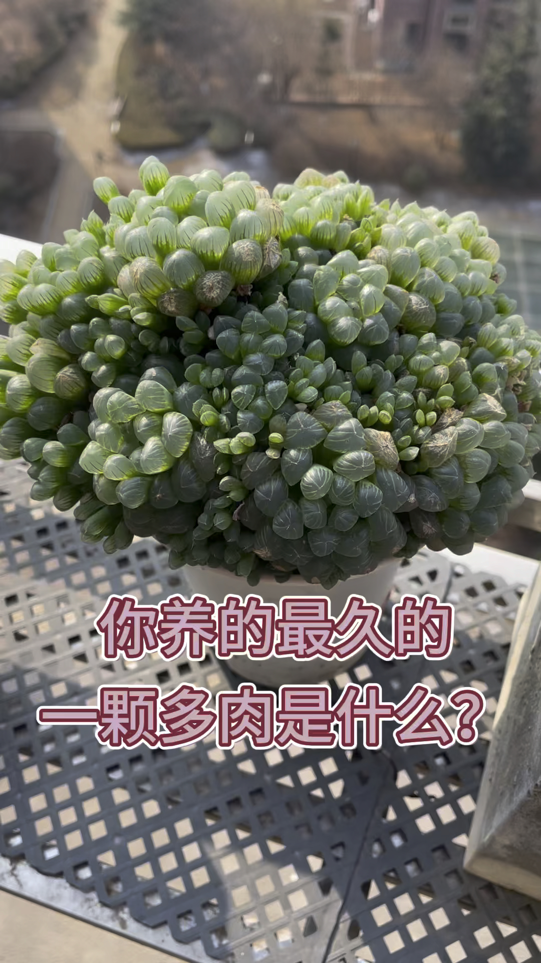 你家养的最久的一颗多肉是什么?发出来我看看!#多肉植物 #晒多肉植物