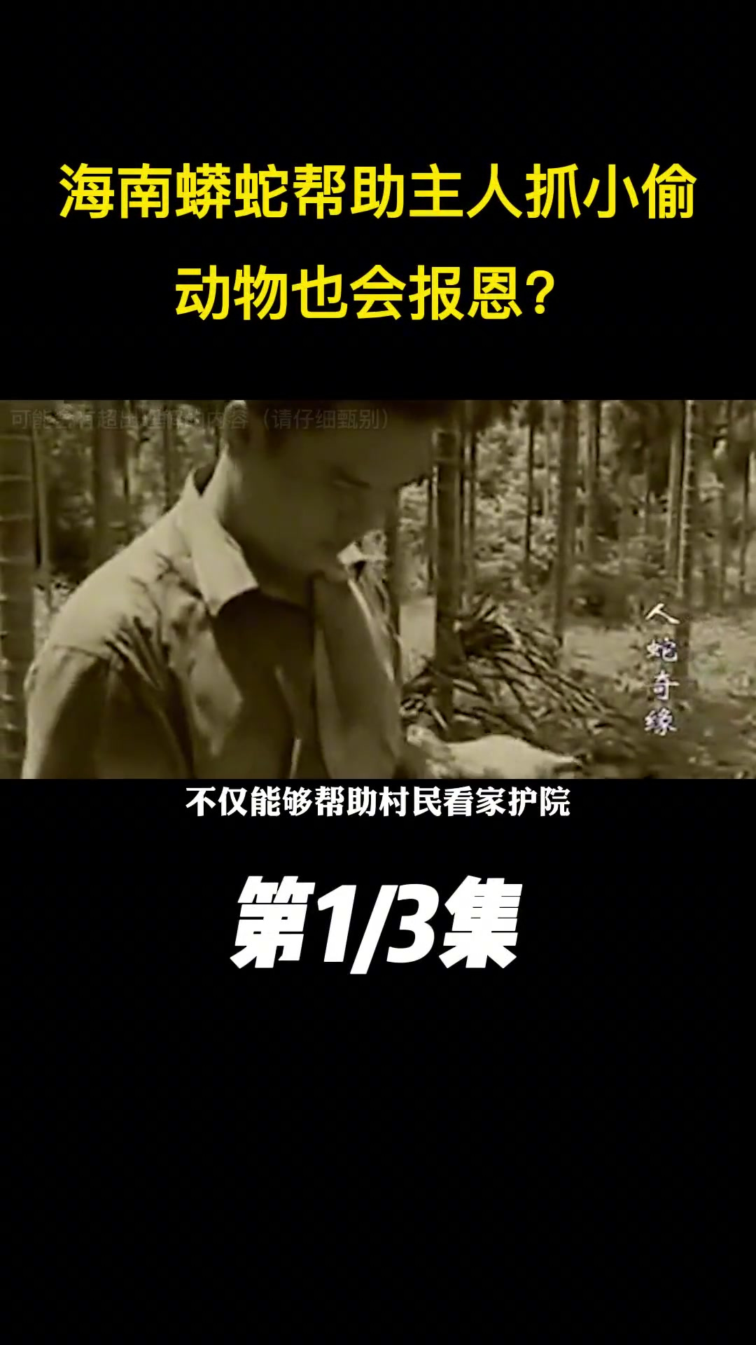 海南蟒蛇帮助主人抓小偷,小主人溺水蟒蛇下海营救,动物也会报恩?