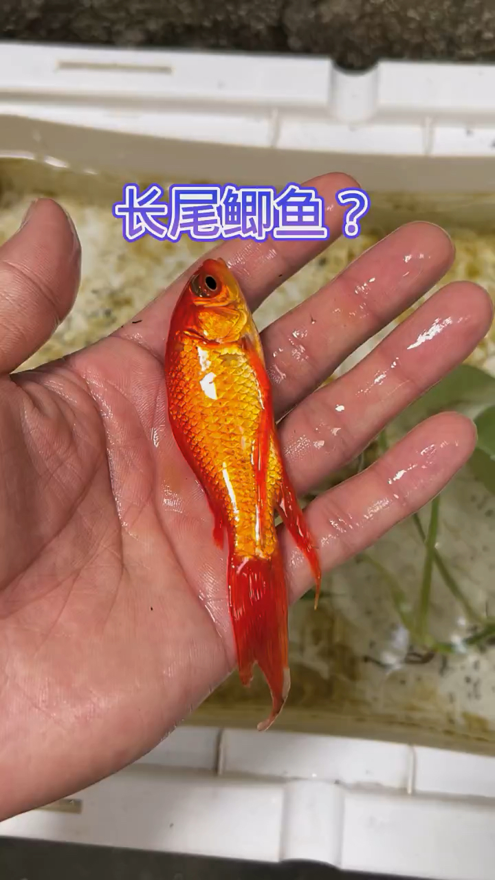 长尾鲫鱼??