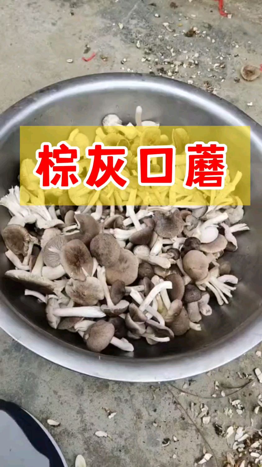南方也有“小灰蘑”,学名——棕灰口蘑