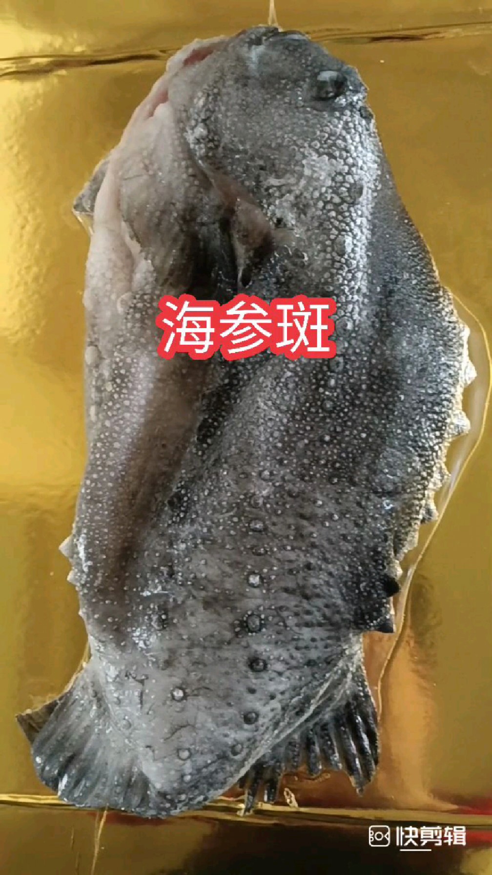 《海参斑鱼》