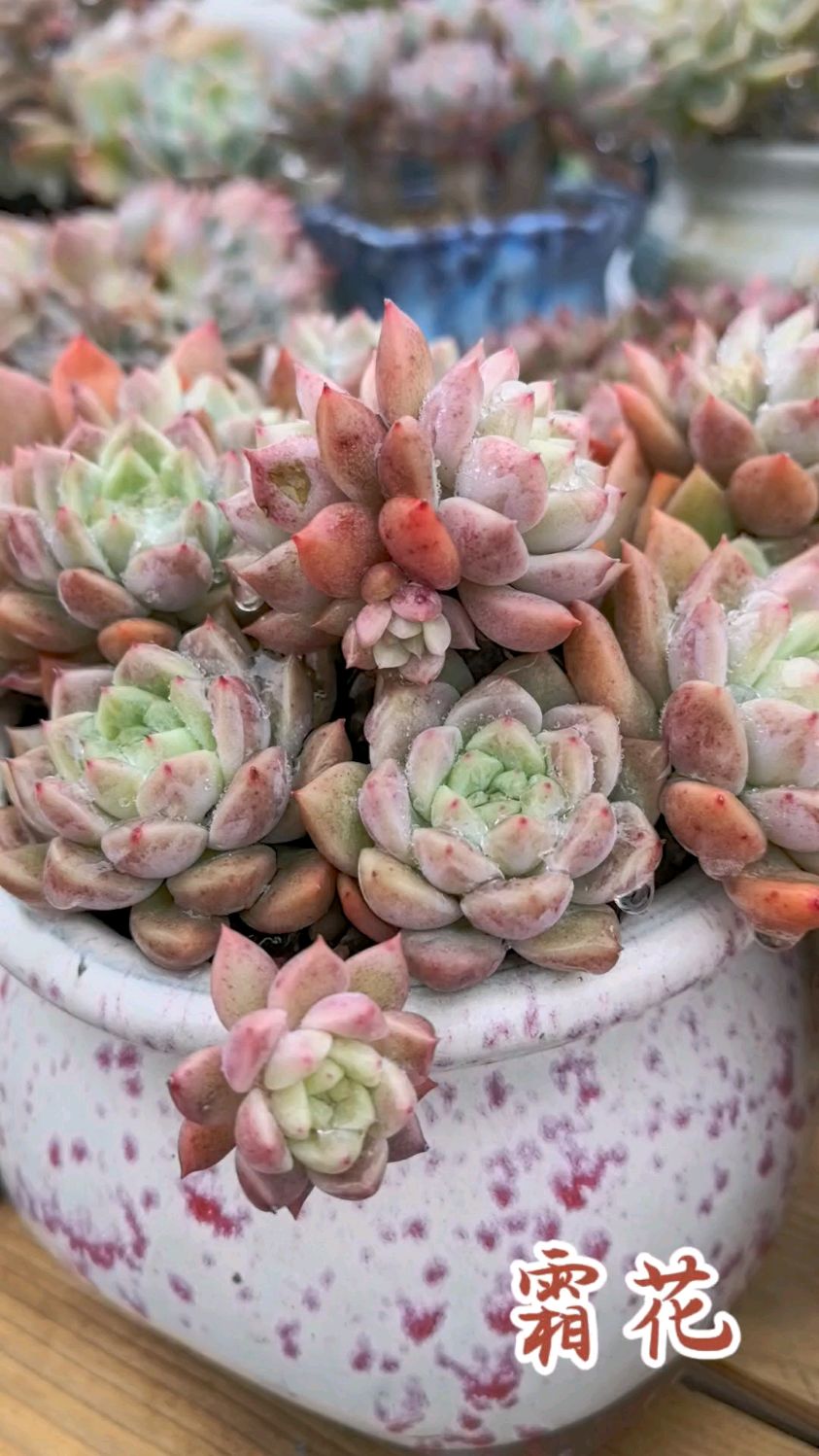 霜花是一款多子多孙的多肉,皮实好养又好看