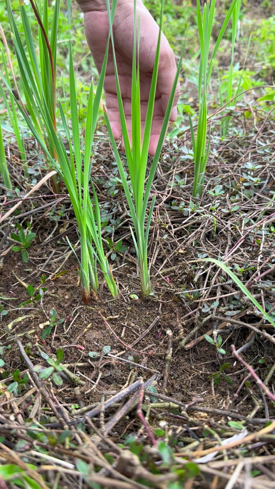 香蒲草的嫩芽也叫蒲菜